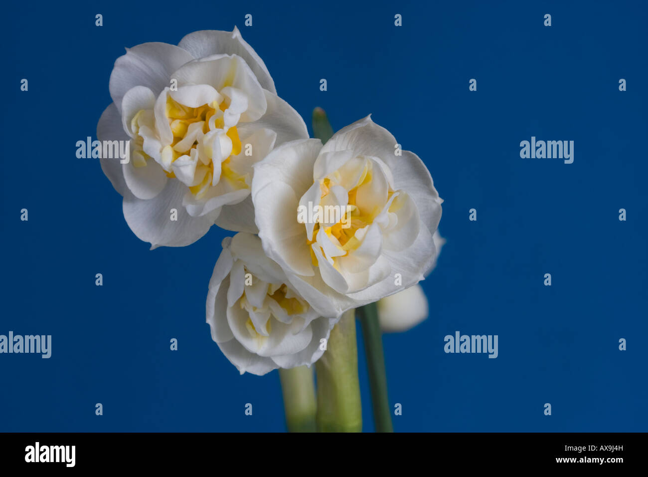 Narcissus bridal crown flowerhead dans un studio Banque D'Images