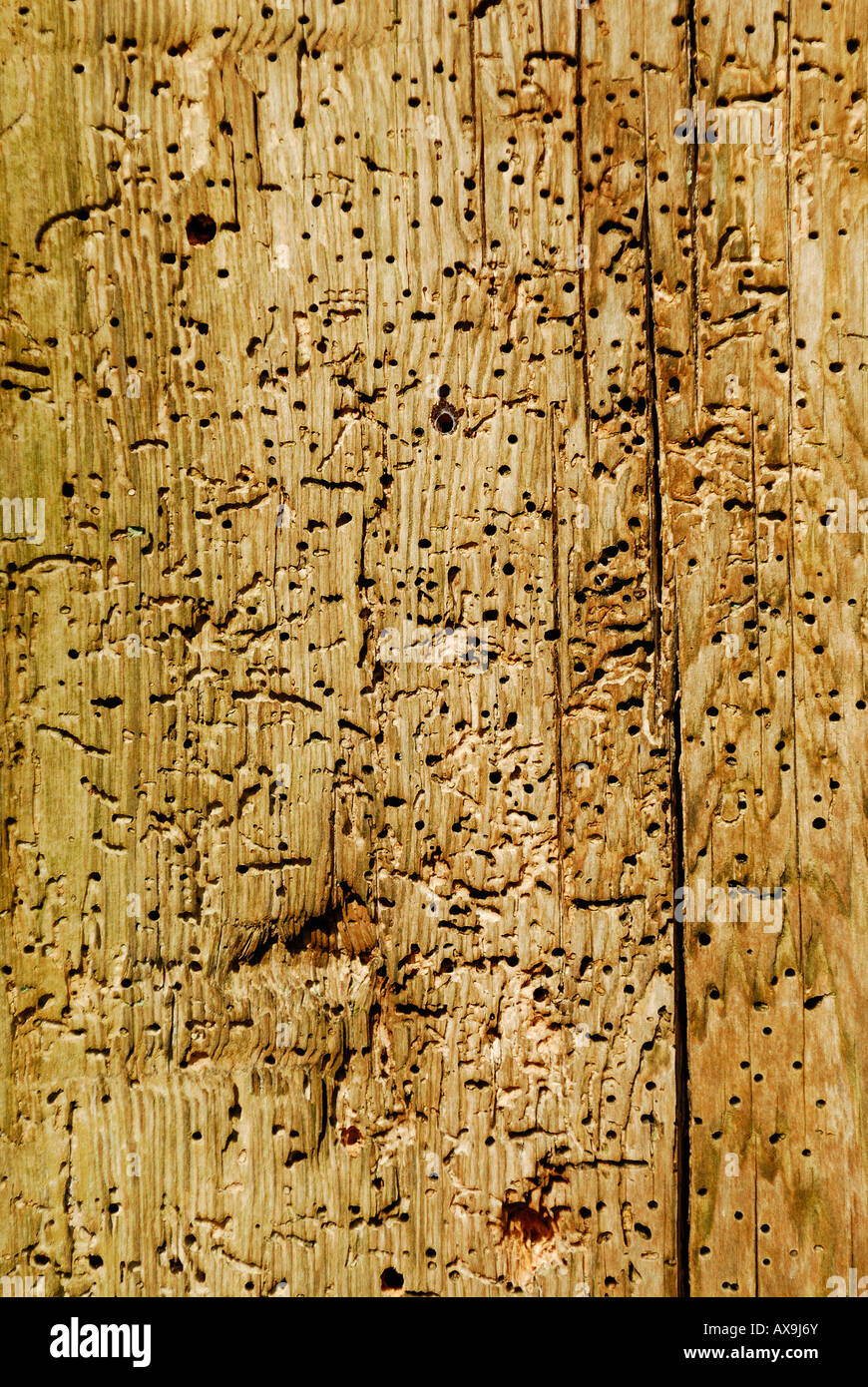 Bois endommagé par les insectes, montrant de nombreux trous. Les insectes vers des bois mangent le bois, causant des dommages et la pourriture. Banque D'Images