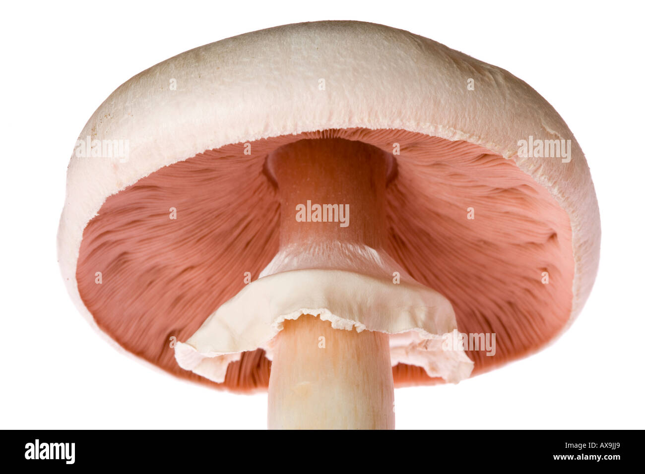 Horse mushroom Agaricus arvensis montrant les branchies et joint torique Banque D'Images