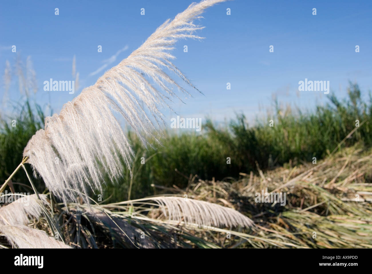 Saccharum spontaneum Banque D'Images