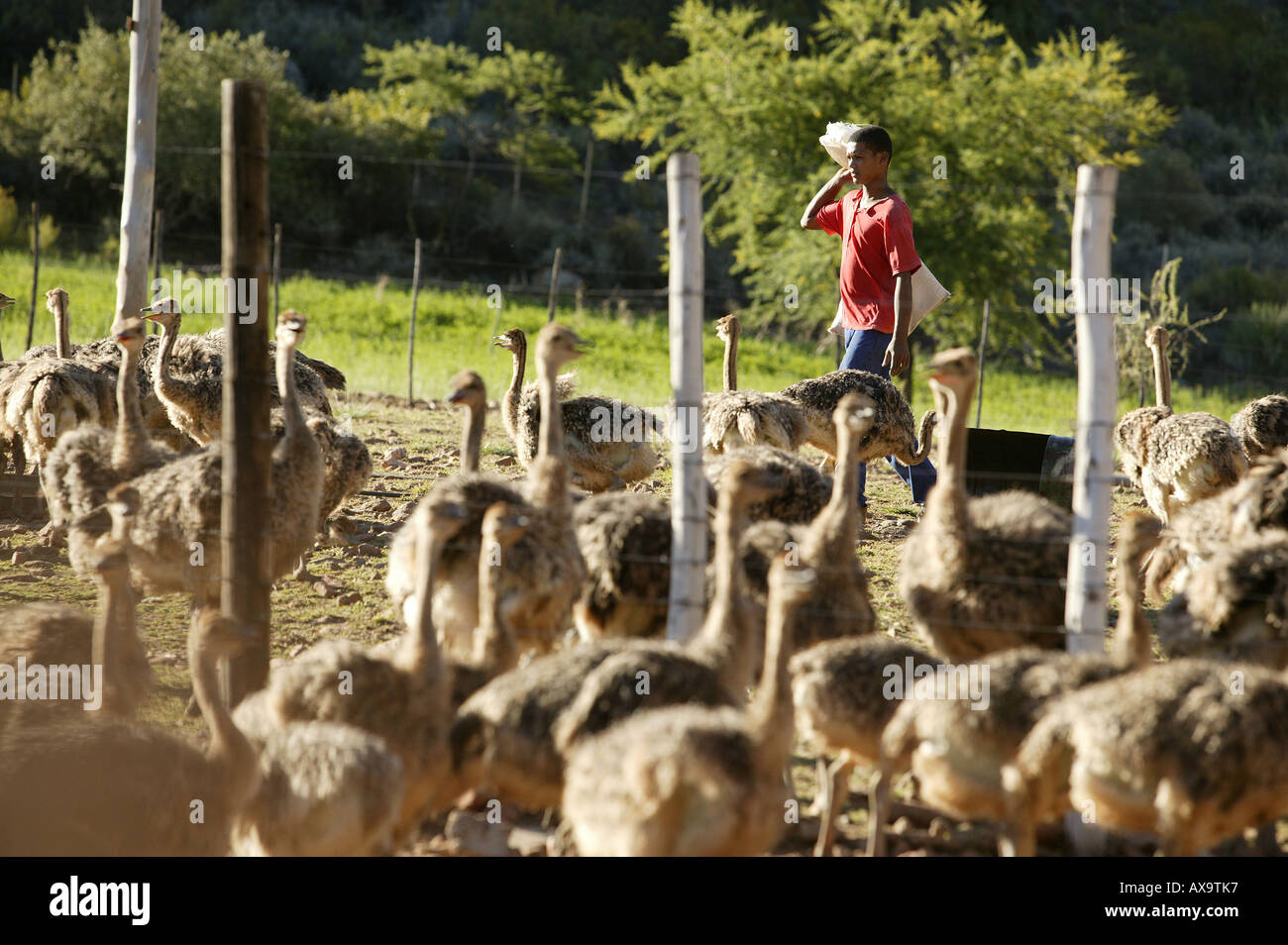 L'ouvrier agricole avec des autruches près de Oudtshoorn, Western Cape, Afrique du Sud, l'Afrique Banque D'Images