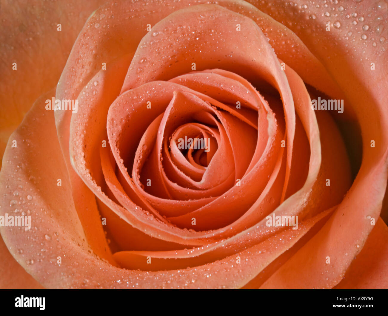 Rose orange Banque D'Images