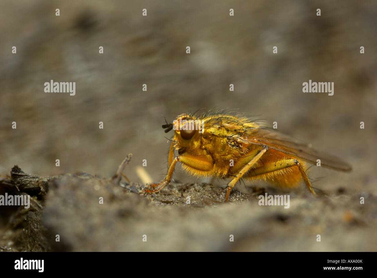 Jaune mâle Dung Fly (Scathophaga stercoraria) sur cow pat. Banque D'Images