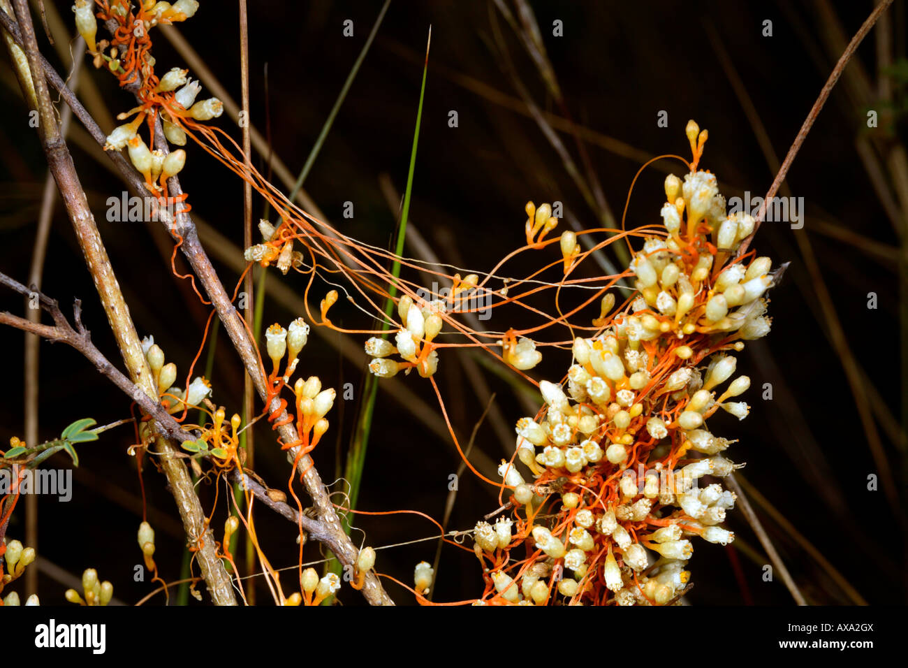 Cuscute (Cuscuta americana) une plante parasite de la Andes équatoriennes Banque D'Images