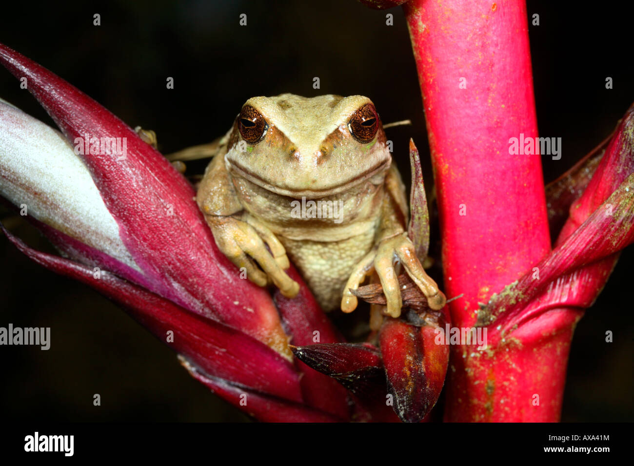 Gastrotheca riobambae (grenouille marsupiale) de l'Équateur. La liste de l'UICN comme espèce en voie de disparition Banque D'Images