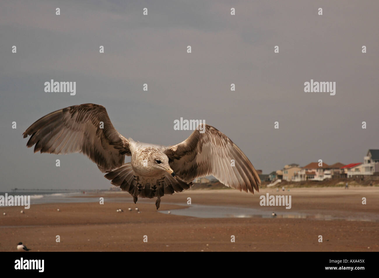 Sea Gull landing Banque D'Images