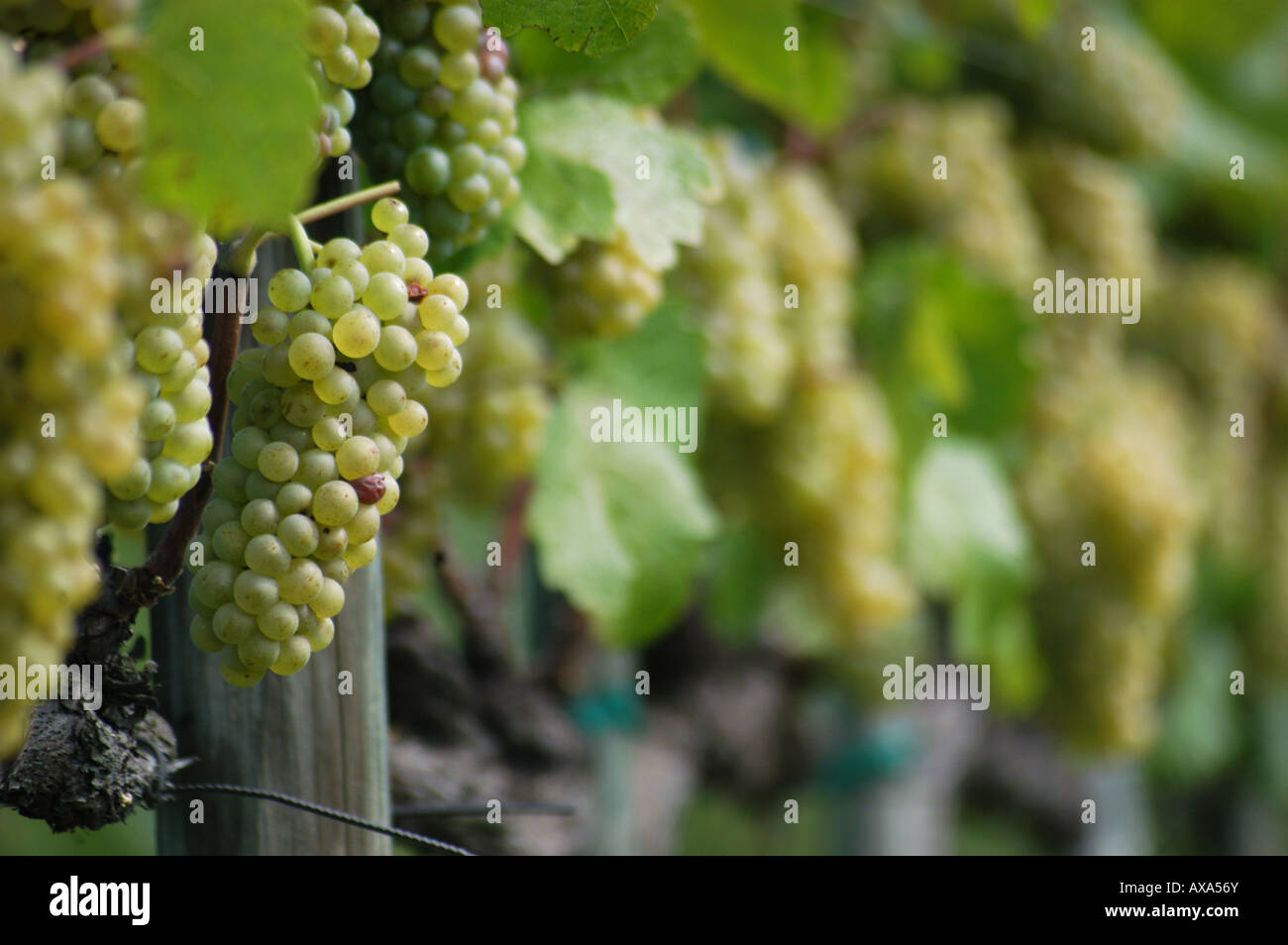 Vignoble Vigneto - Collio Friuli Italie du Nord Banque D'Images