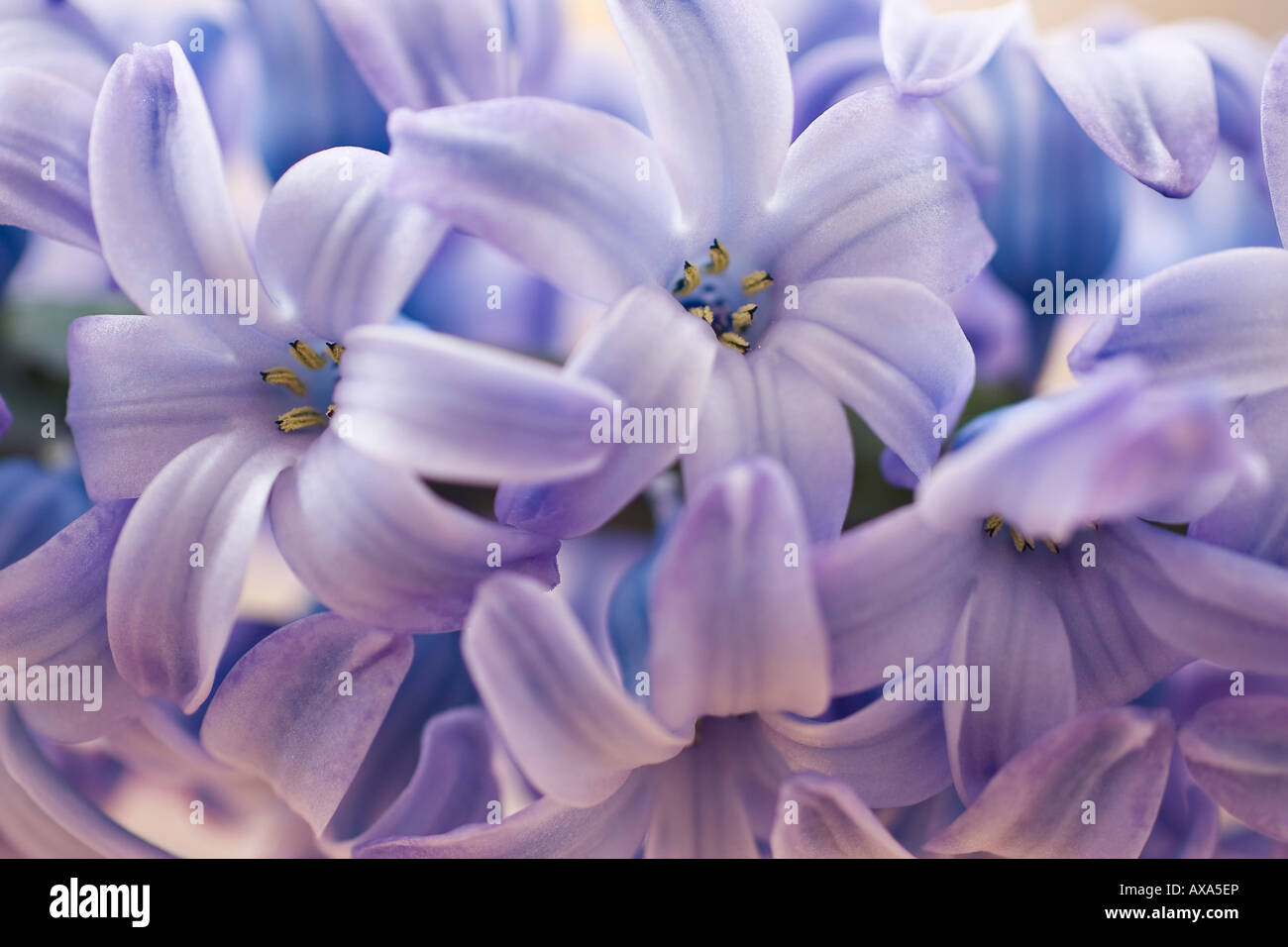 Gros plan des florets bleus de jacinthe (jacinthus Orientalis) en mars Banque D'Images