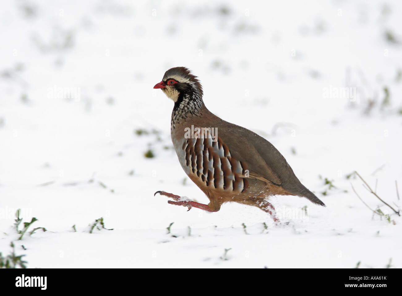 Red-legged Partridge Alectoris rufa tournant dans la neige Therfield Hertfordshire Banque D'Images