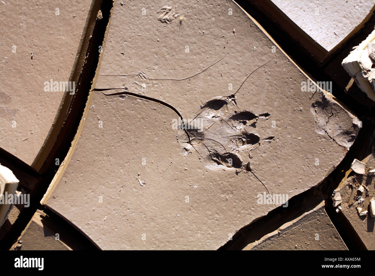 L'empreinte d'animaux dans la boue fissuré au fond d'un étang de séchage Banque D'Images
