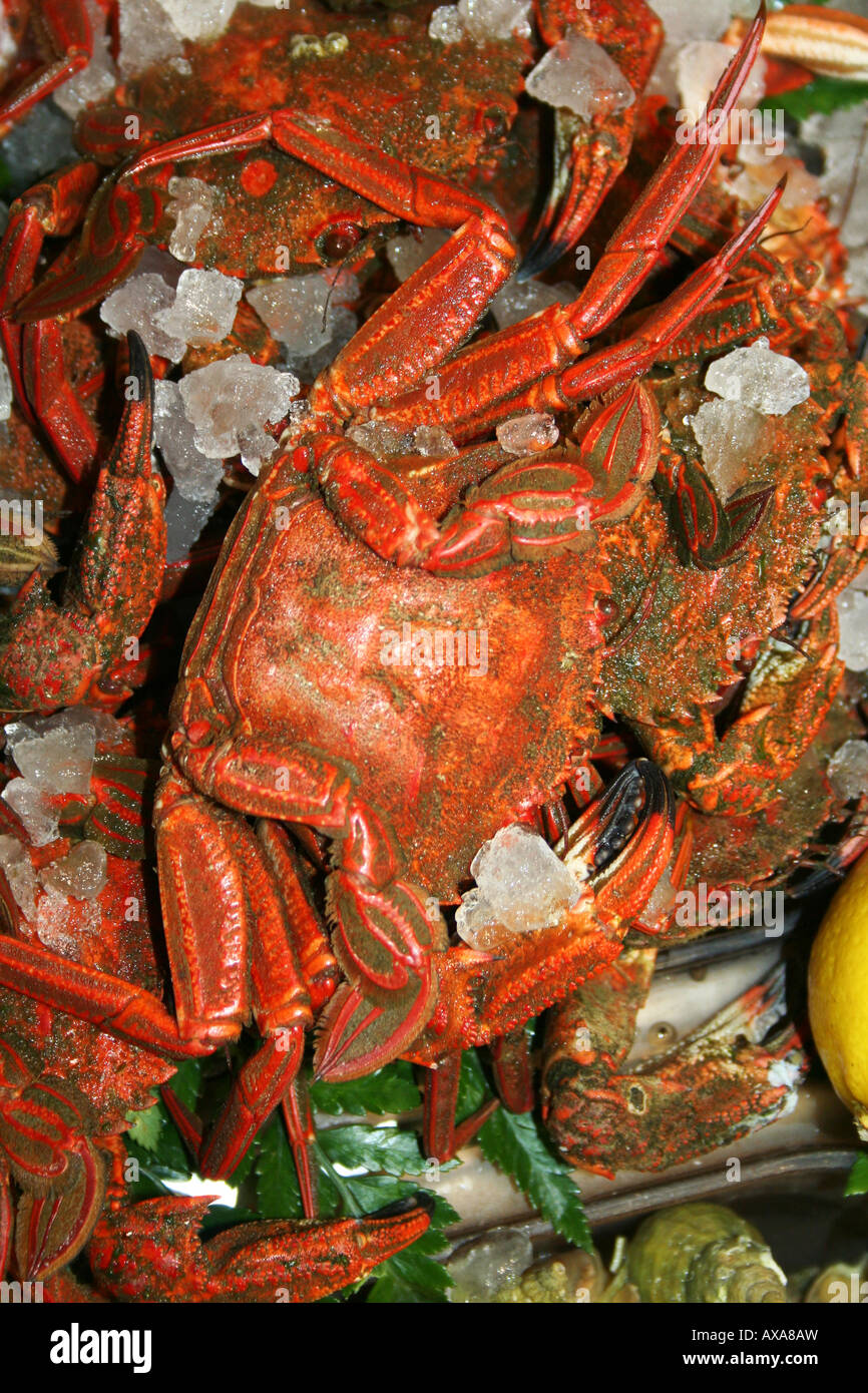 Fruits de mer magnifique crabe Banque D'Images