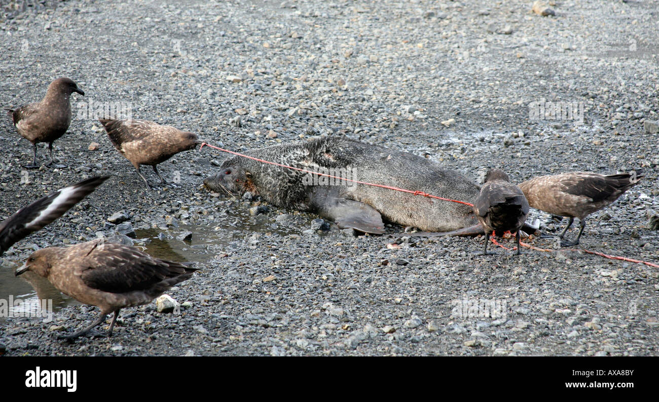 L'alimentation des oiseaux morts sur une carcasse de phoque à fourrure Banque D'Images