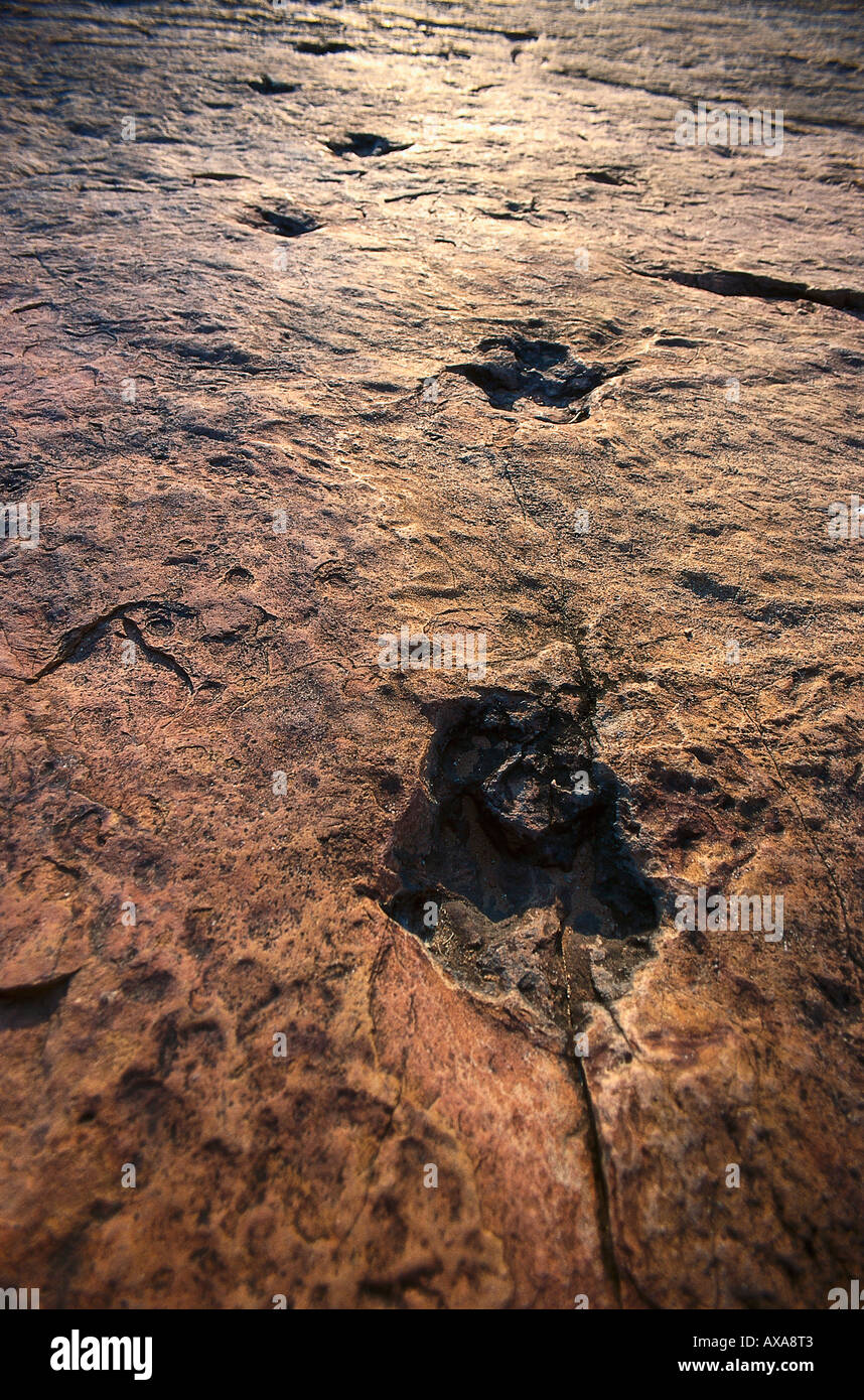 Des traces de dinosaures fossilisées, Namibie, Afrique Banque D'Images