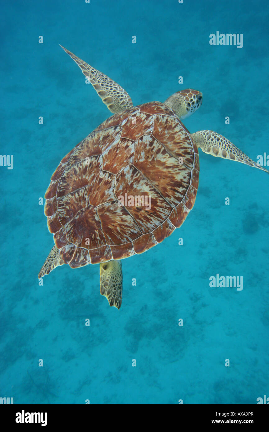 Carapaces de tortues de mer de corail St John Banque D'Images