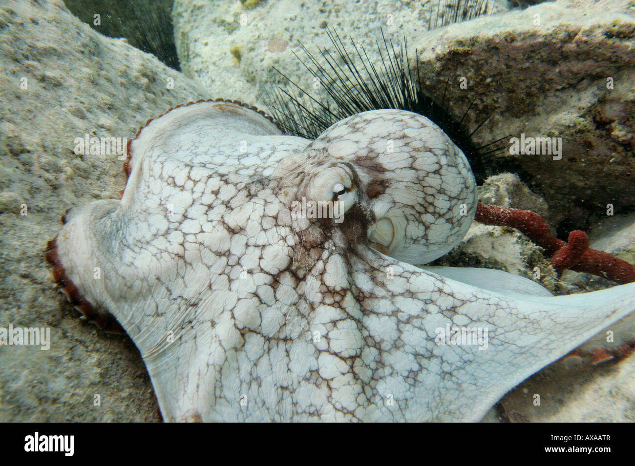 Octopus St John sur les récifs coralliens des îles Vierges Banque D'Images