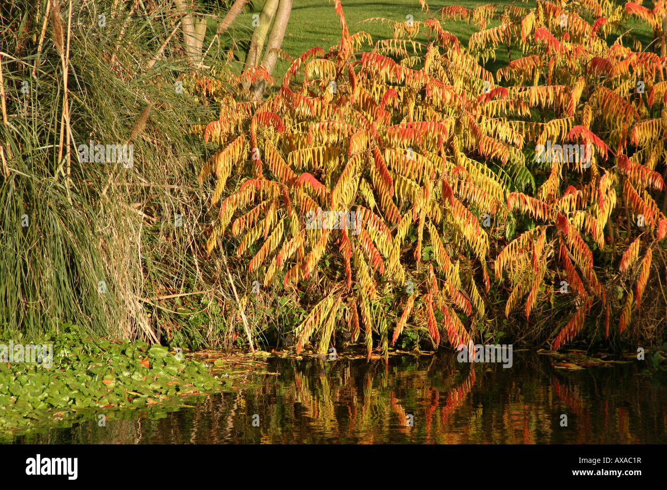 Riverside automne couleurs plantes buissons réflexion rivière Medway kent yalding Banque D'Images