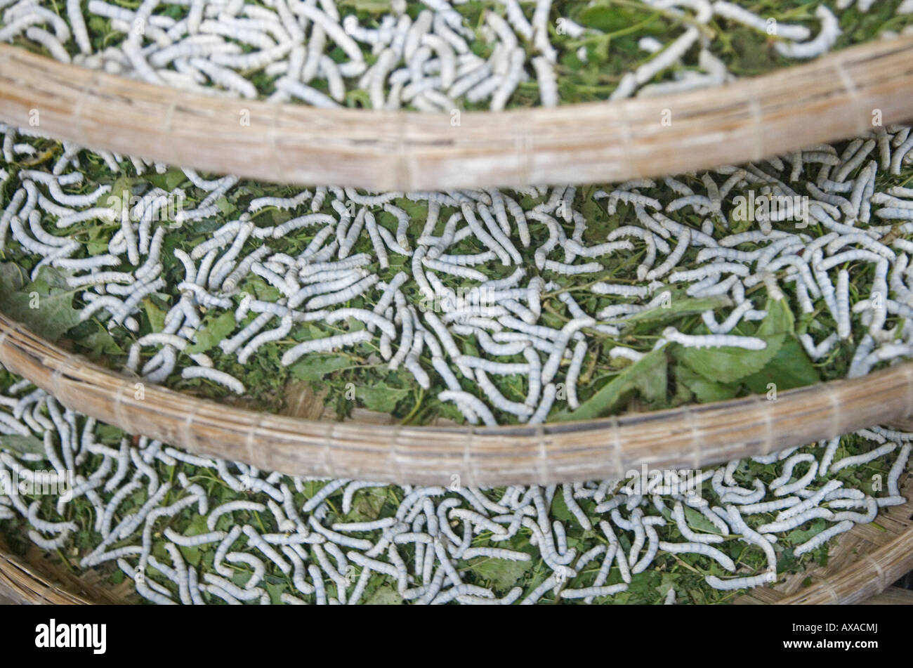 L'élevage du ver à soie Vietnam Hoi An Photo Stock Alamy L'élevage du ver à soie Vietnam Hoi An Photo Stock Alamy