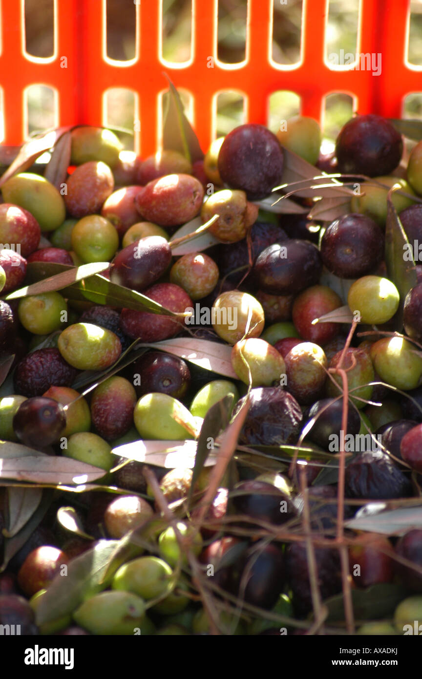 La récolte des olives - Colli orientali del Friuli Italia Banque D'Images