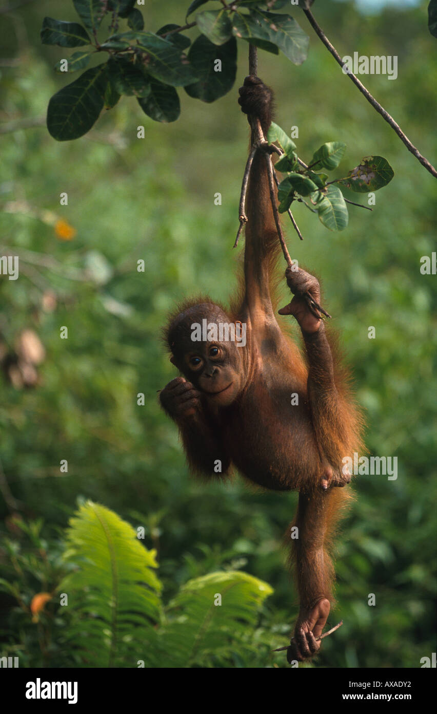 Bébé orang-outan, Pongo pygmaeus escalade, forêt tropicale, parc national de Gunung Leuser, Sumatra, Indonésie, Asie Banque D'Images