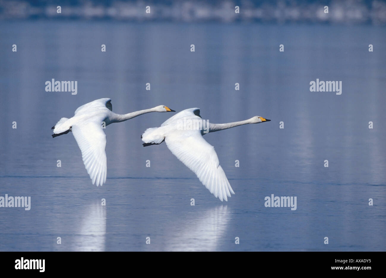 Les cygnes chanteurs en vol, Cygnus cygnus, Hokkaido, Japon Banque D'Images Les cygnes chanteurs en vol, Cygnus cygnus, Hokkaido, Japon Banque D'Images