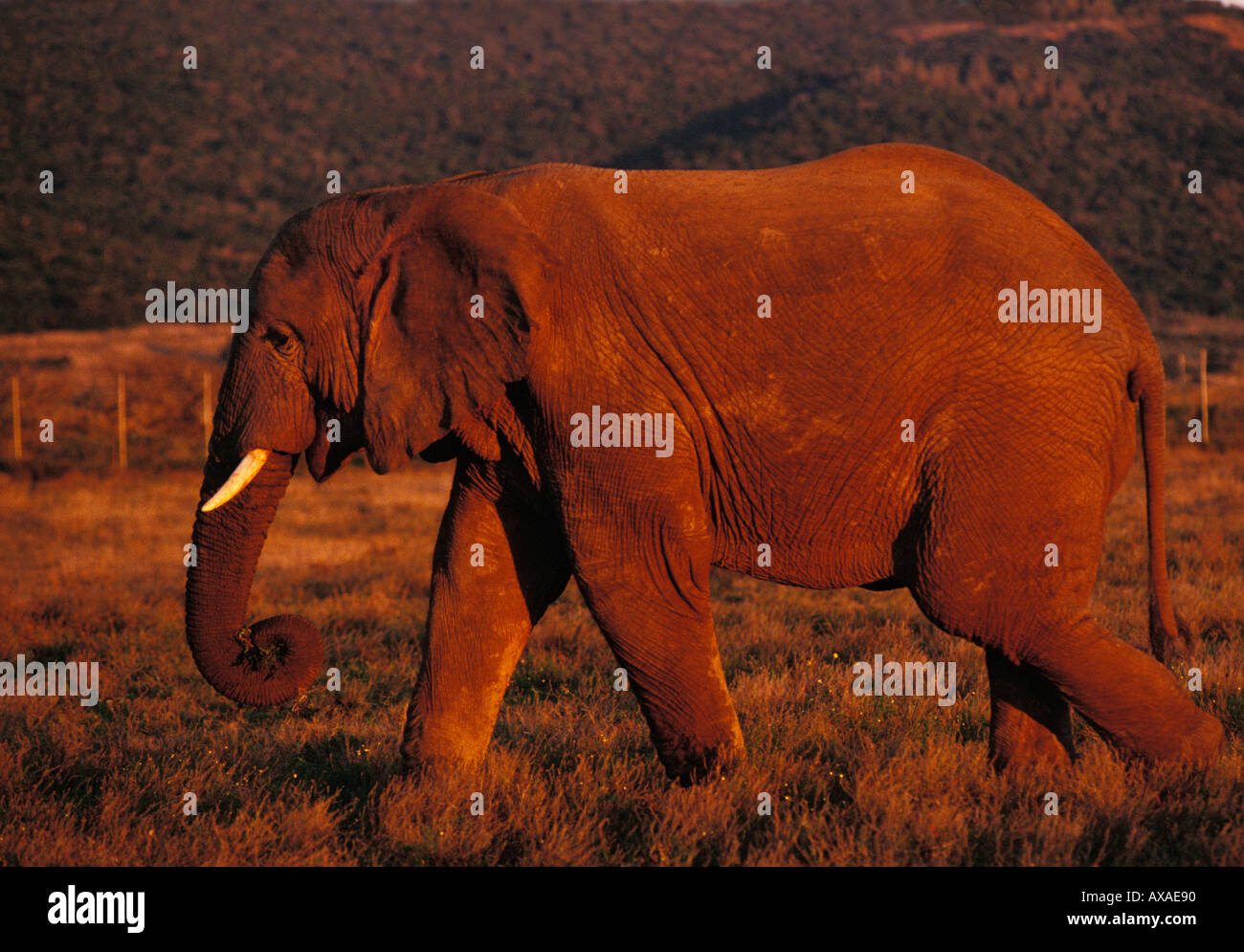 L'Afrique du Sud, les animaux, l'éléphant, le Shamwari Réserver Banque D'Images