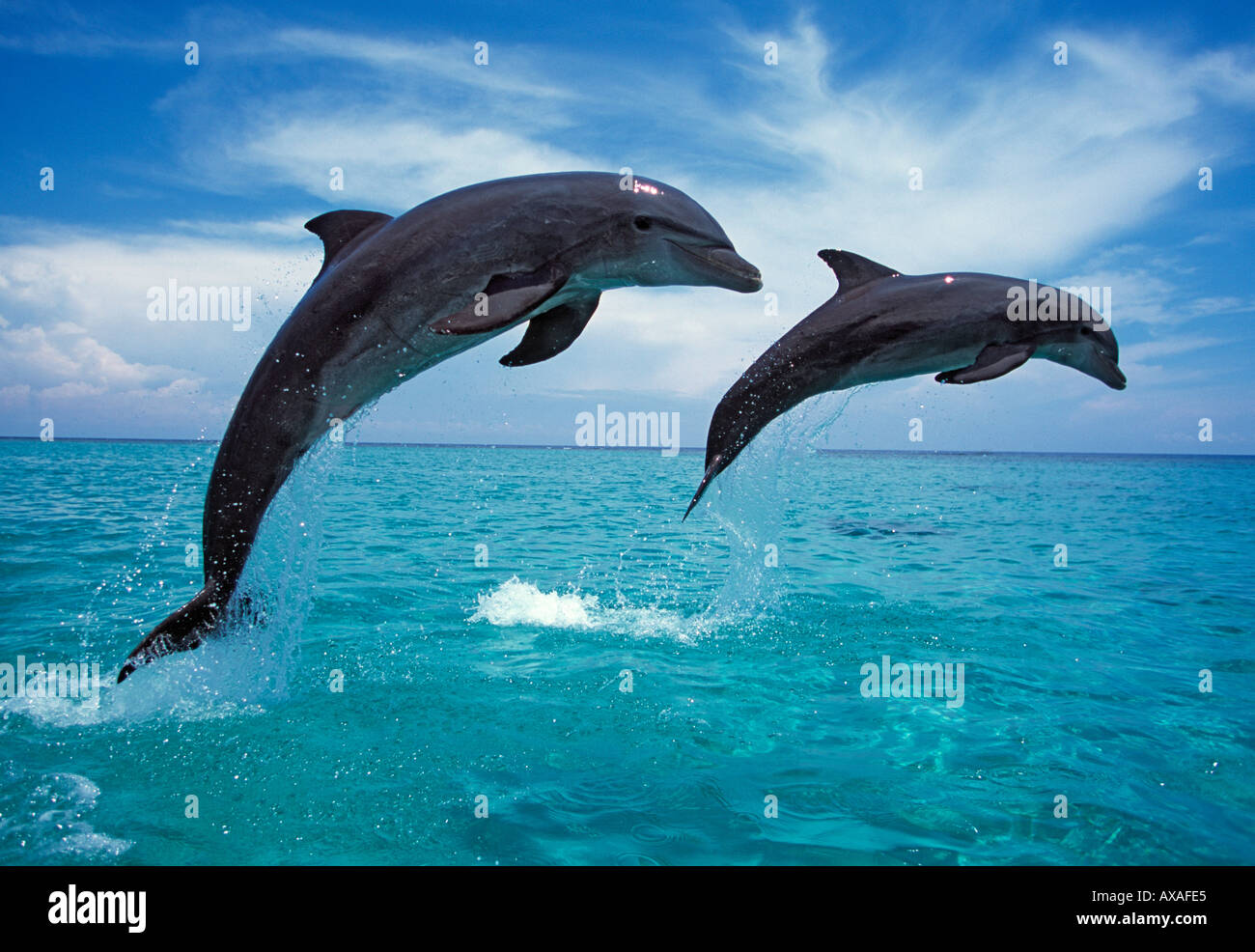Ma photo 715 grands dauphins Tursiops truncatus Photo Copyright Brandon Cole Banque D'Images
