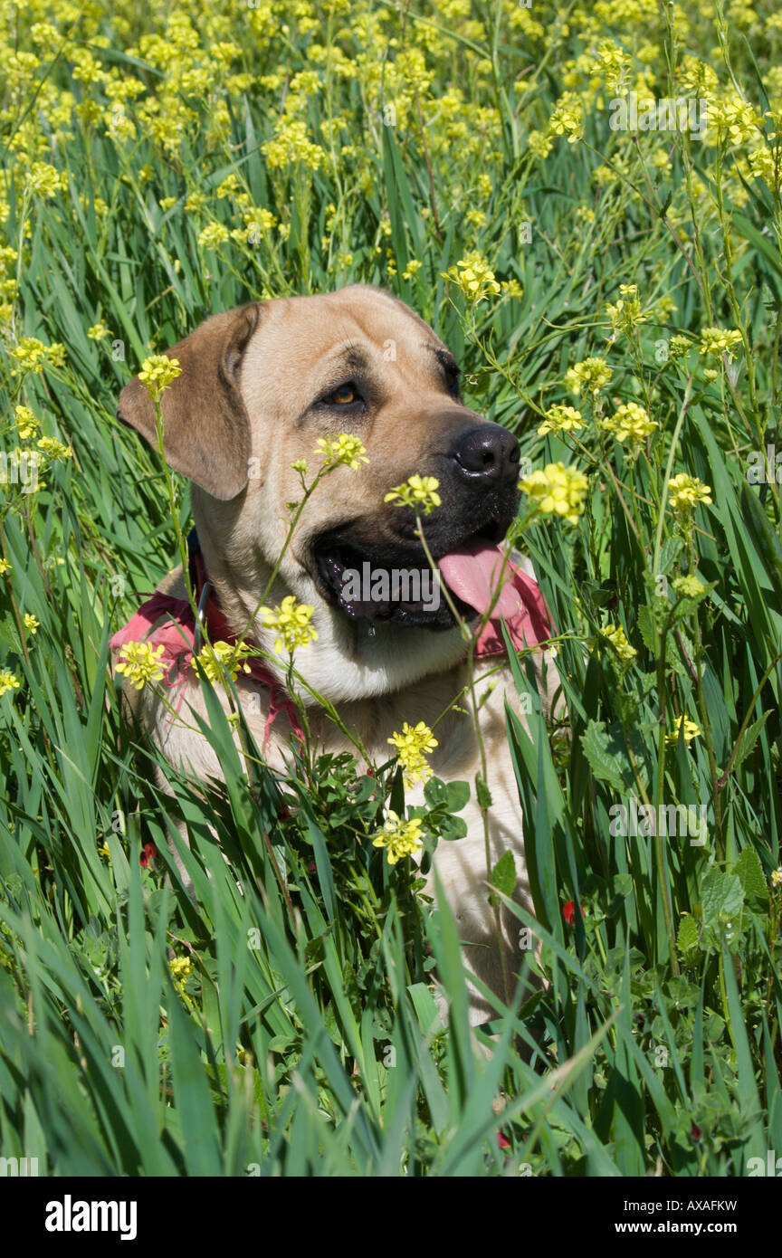 Portrait d'un jeune chien de Mastiff anglais. Banque D'Images