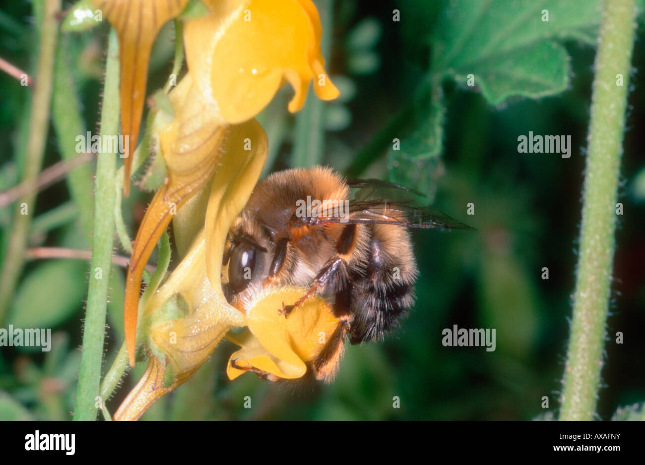 Bee, Anthophora sp. La collecte de nectar de fleurs sur Banque D'Images