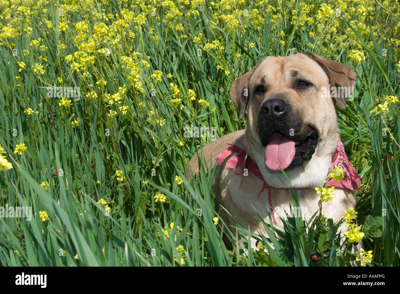 Portrait d'un jeune chien de Mastiff anglais. Banque D'Images