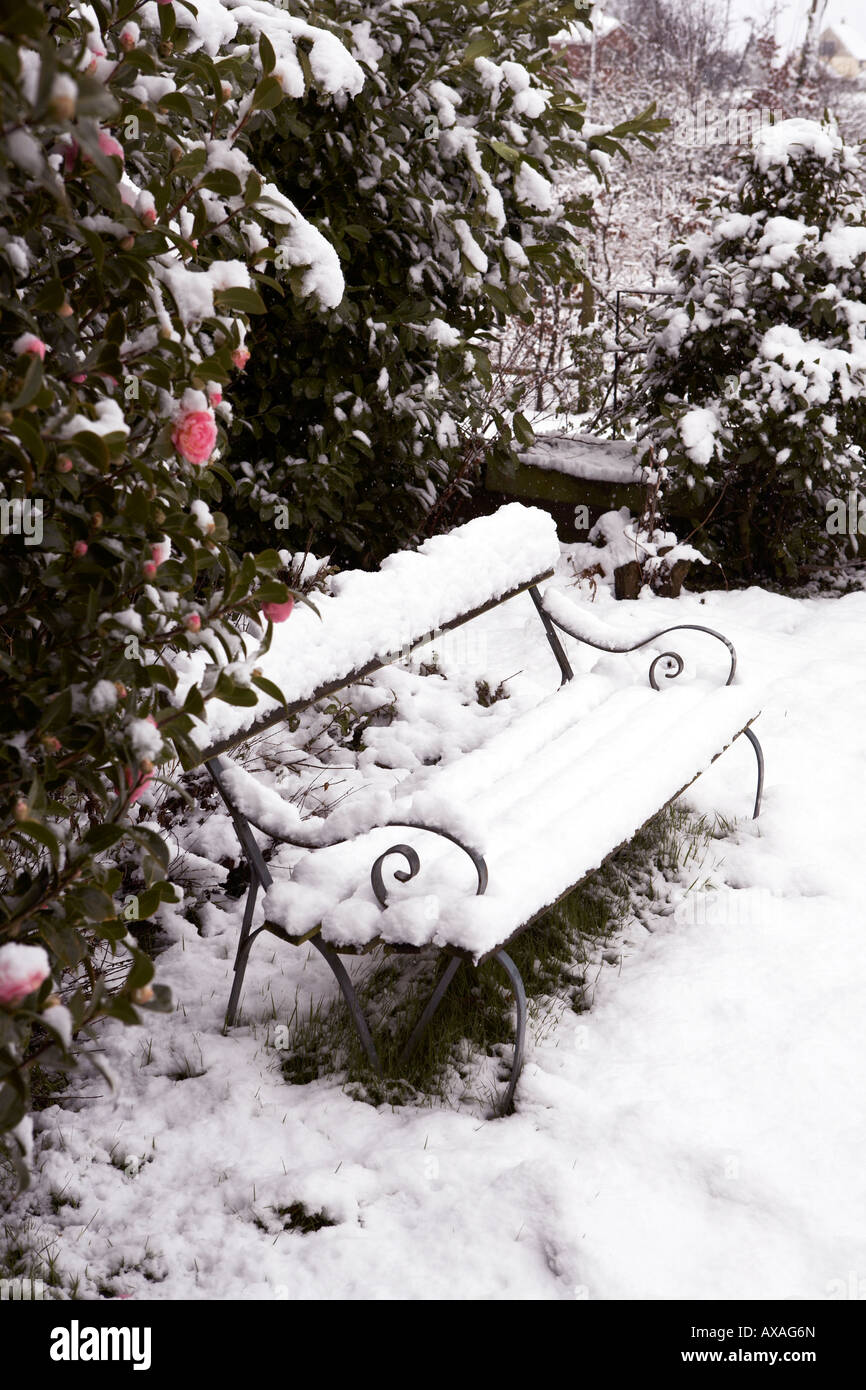 Banc de jardin avec neige AVEC CAMELLIA Banque D'Images