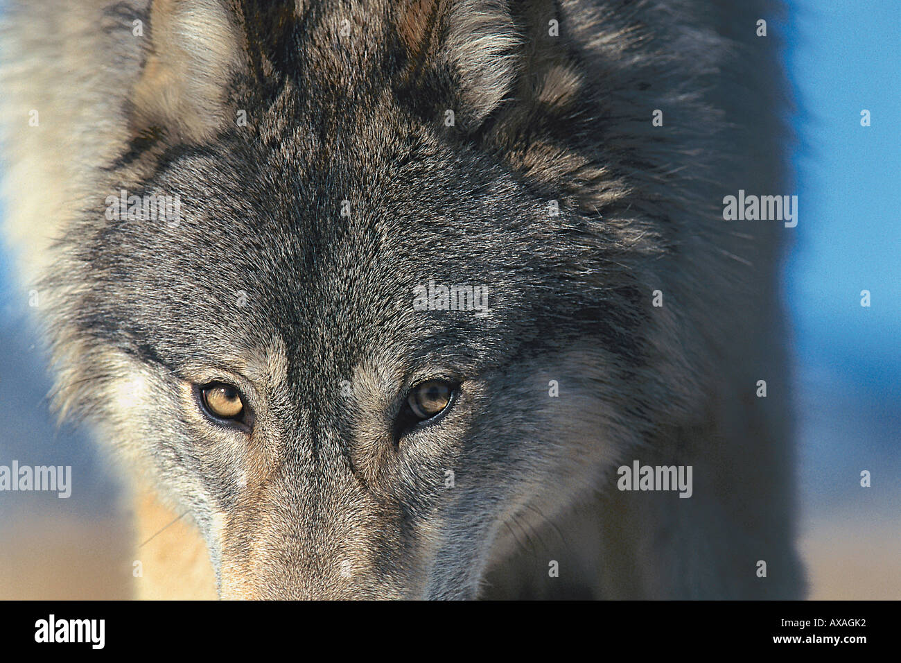 Close up of a gray wolf, Canis lupus, animal sauvage, Amérique du Nord, Amérique Banque D'Images