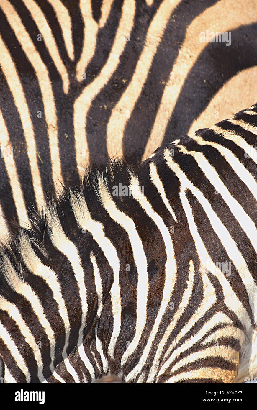 Close up de bandes noires et blanches d'un zèbre, d'un mammifère, animal sauvage, l'Afrique Banque D'Images