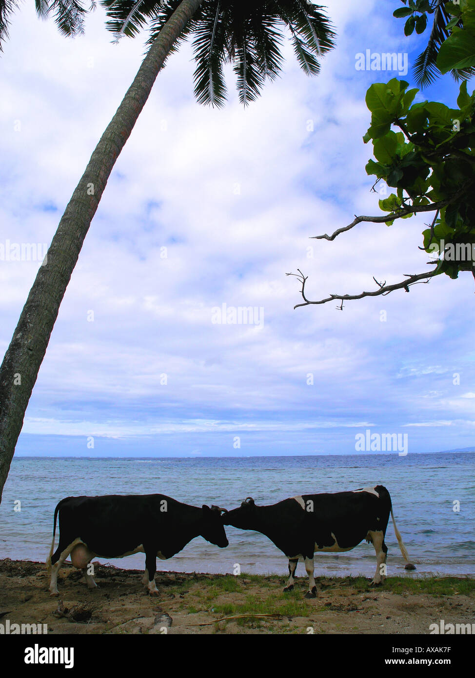 Les vaches La Polynésie Française Banque D'Images