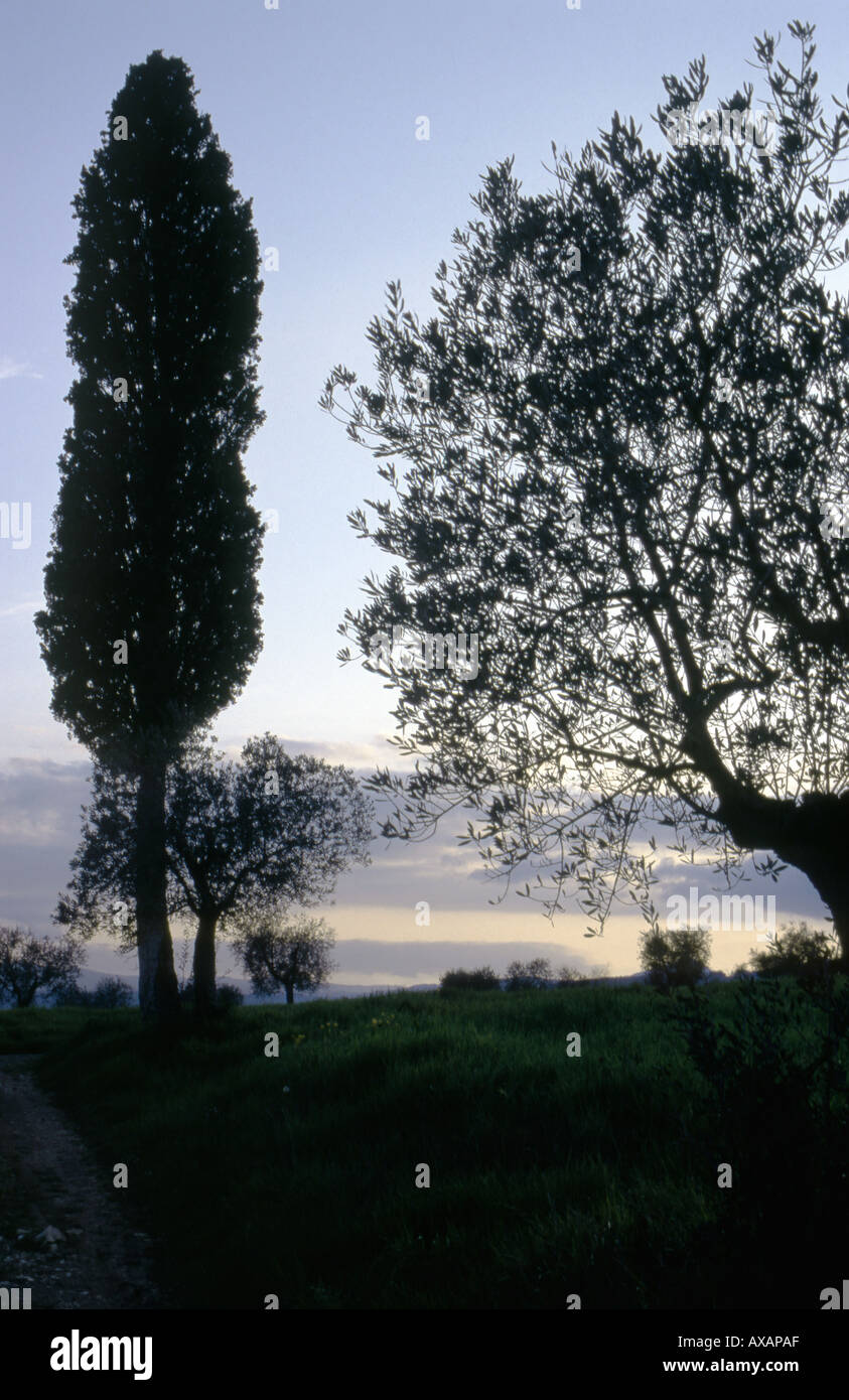 NMB74470 deux arbres différents au coucher du soleil de Toscane Italie Europe Banque D'Images