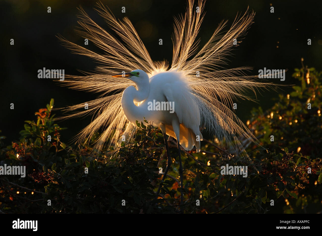 Grande Aigrette Ardea alba afficher au coucher du soleil en Floride USA Banque D'Images