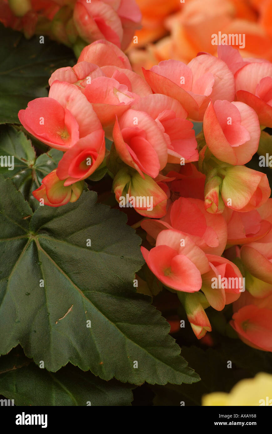 Begonia Hiemalis Begonia dragon wing ou Begonia Banque D'Images