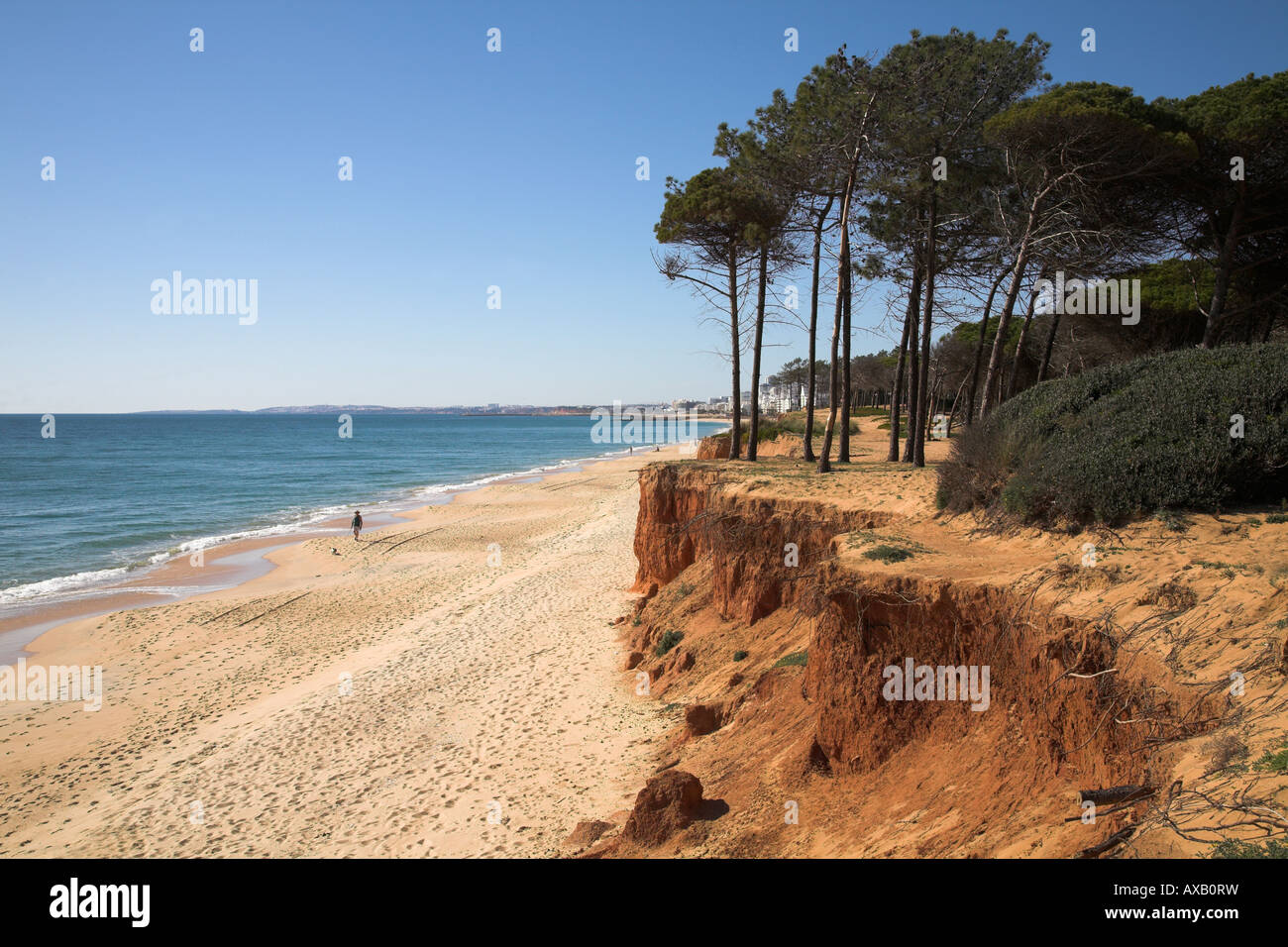 Cliff grave érosion exposant le système racinaire des arbres poussant sur le littoral de l'Algarve au sud du Portugal. Banque D'Images