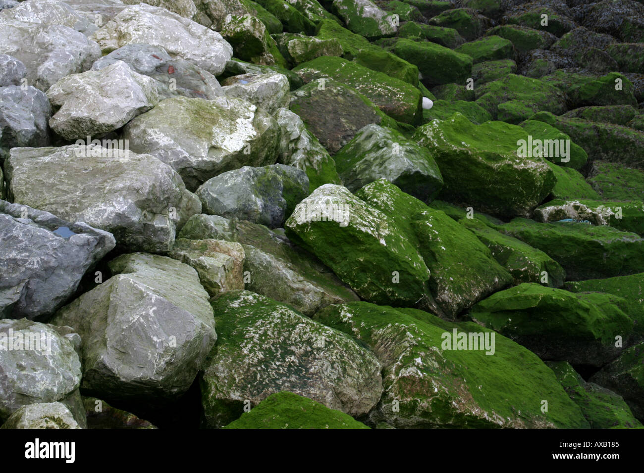 Rocks avec de la mousse et les algues qui poussent sur eux ou sur les rives de la Rivière Mersey Banque D'Images