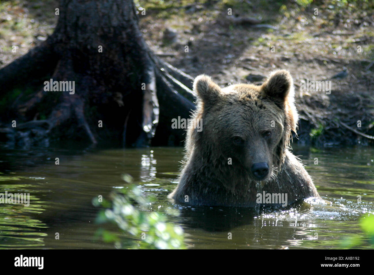 Un ours brun lave dans un petit lac Banque D'Images