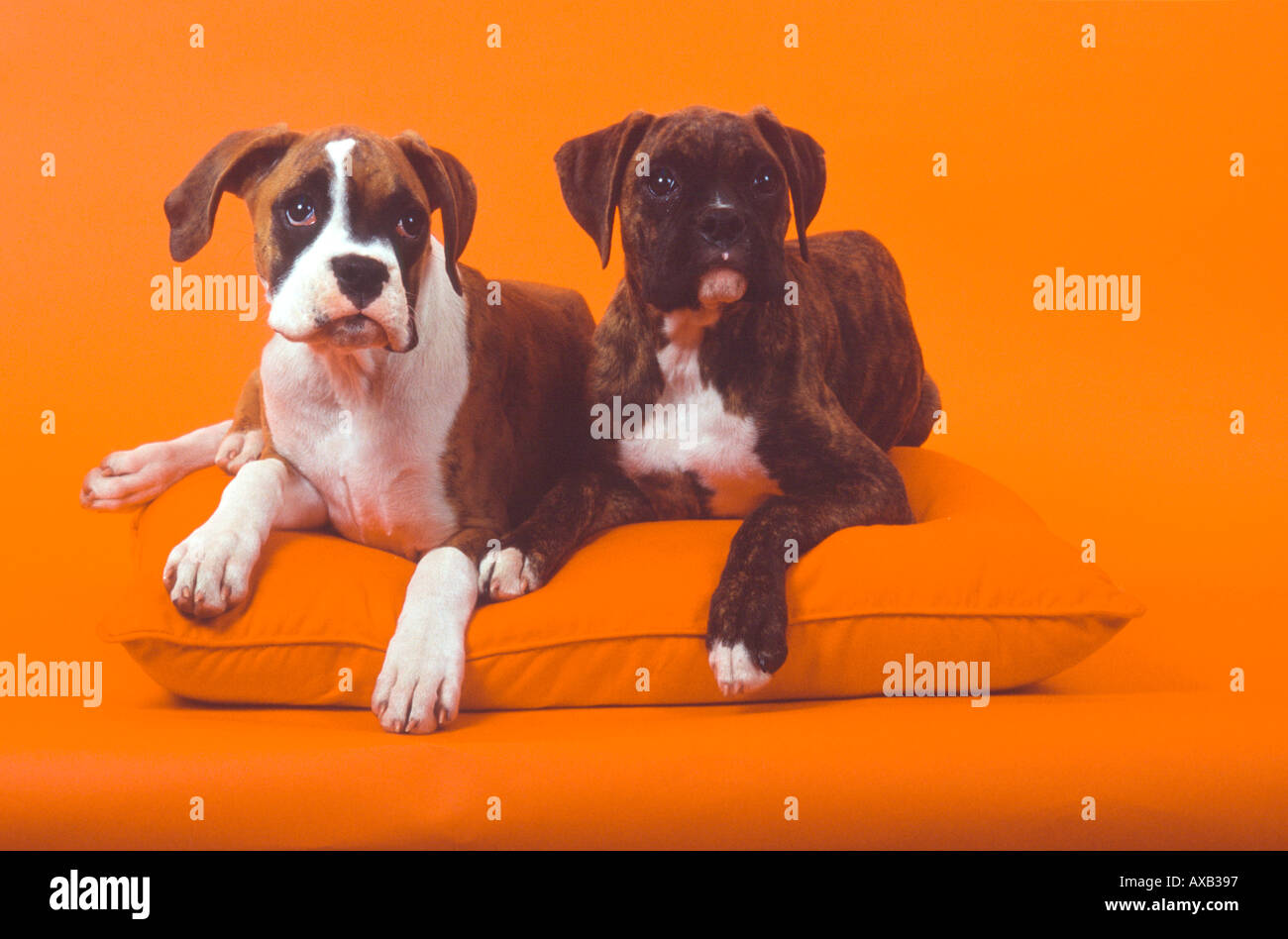 Chiot Chiots Boxer fauve et blanc et bringé sur fond orange orange oreiller  avec PR220ab 158711 Photo Stock - Alamy