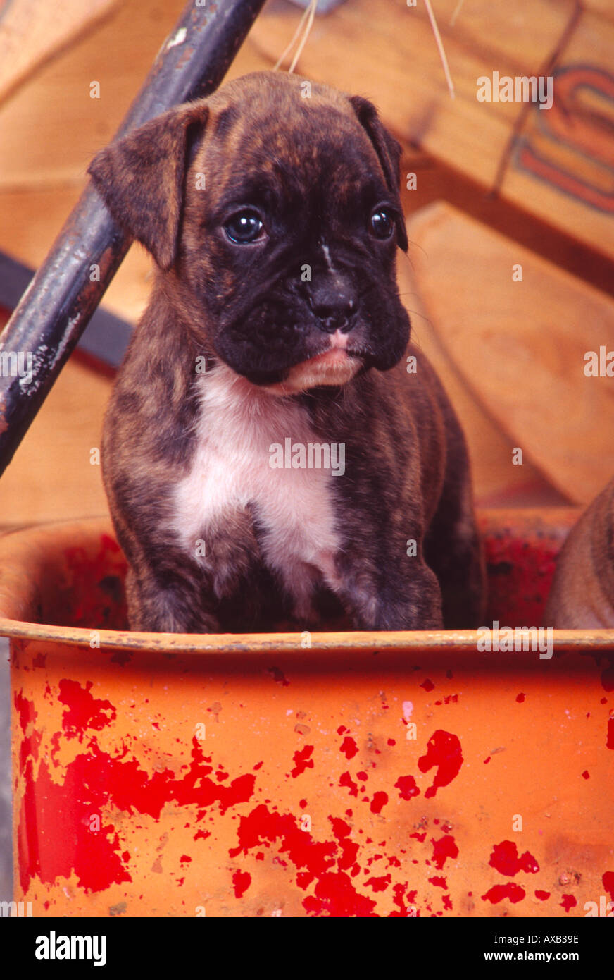 Chiot Boxer bringé assis dans le vieux wagon childs PR219 158939 Photo  Stock - Alamy