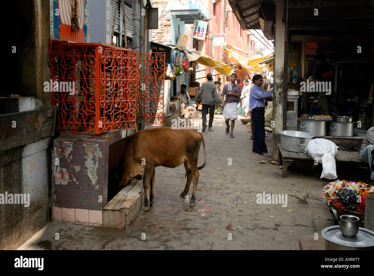 Les charognards vache chez les ordures dans une rue étroite de la vieille ville Varanasi Inde Banque D'Images