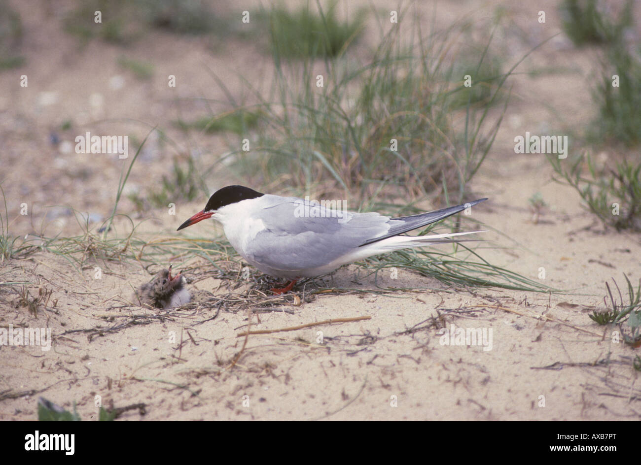 La Sterne pierregarin Sterna hirundo avec chick au nid Norfolk UK Juin Banque D'Images