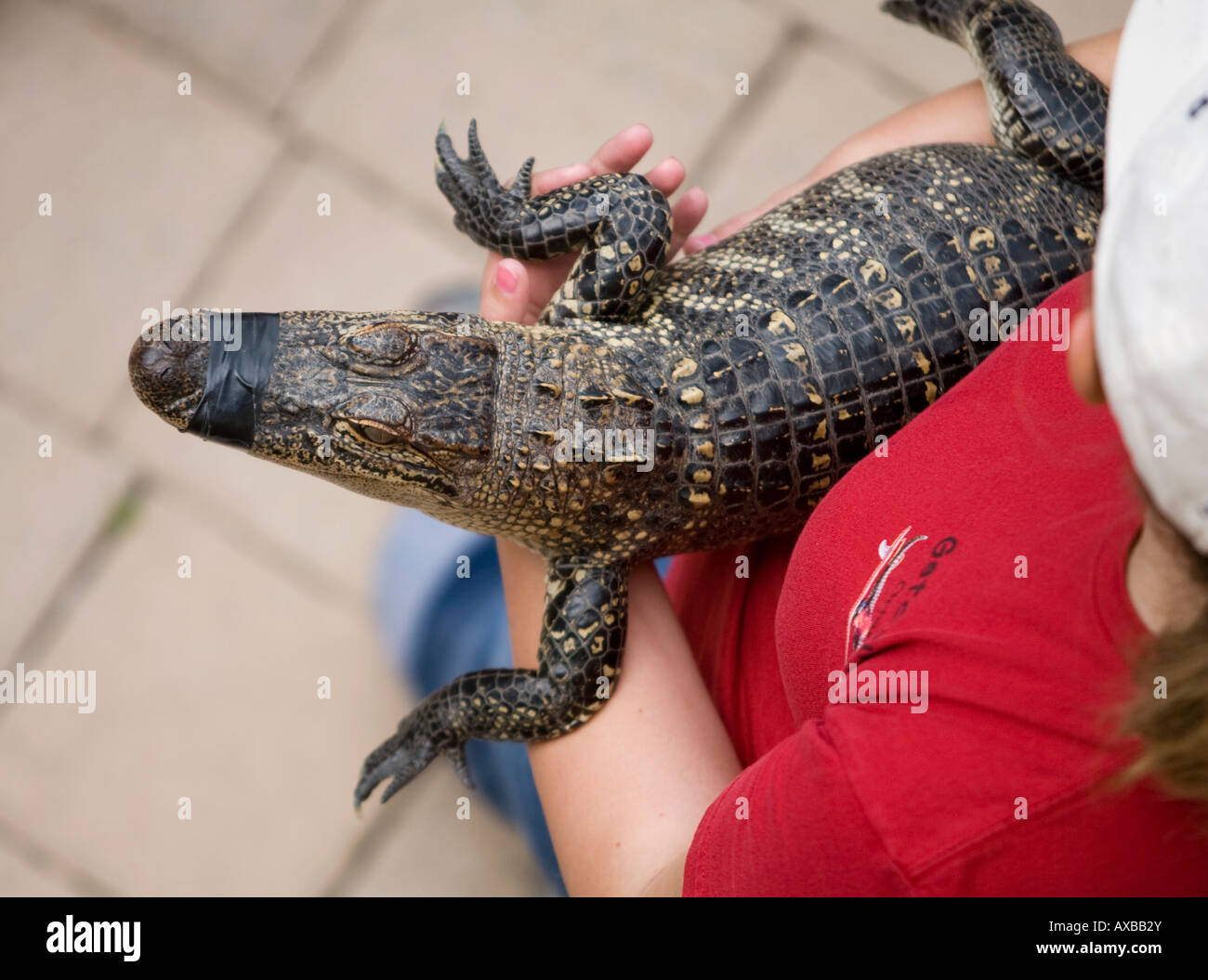 Alligator étant détenu par handler Banque D'Images