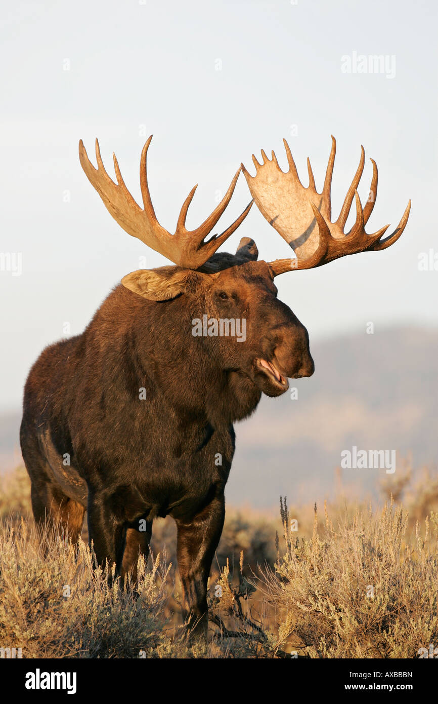 Un orignal mâle pose royalement dans l'armoise de Grand Tetons National Park, Wyoming, USA. Banque D'Images