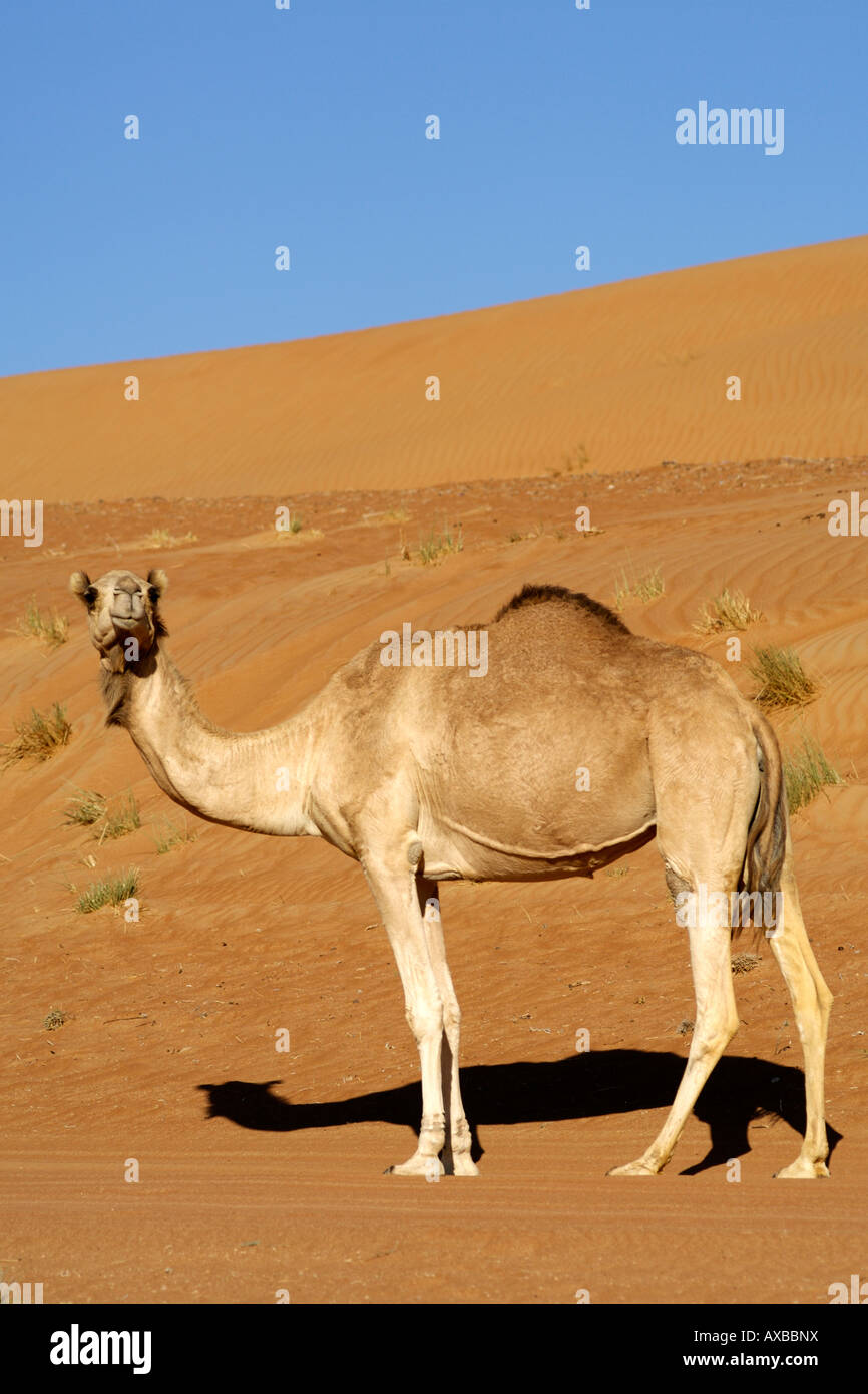Un chameau d'Arabie / une butte de Dromadaire (Camelus dromedarius) dans la région de Wahiba Sands en Oman. Banque D'Images