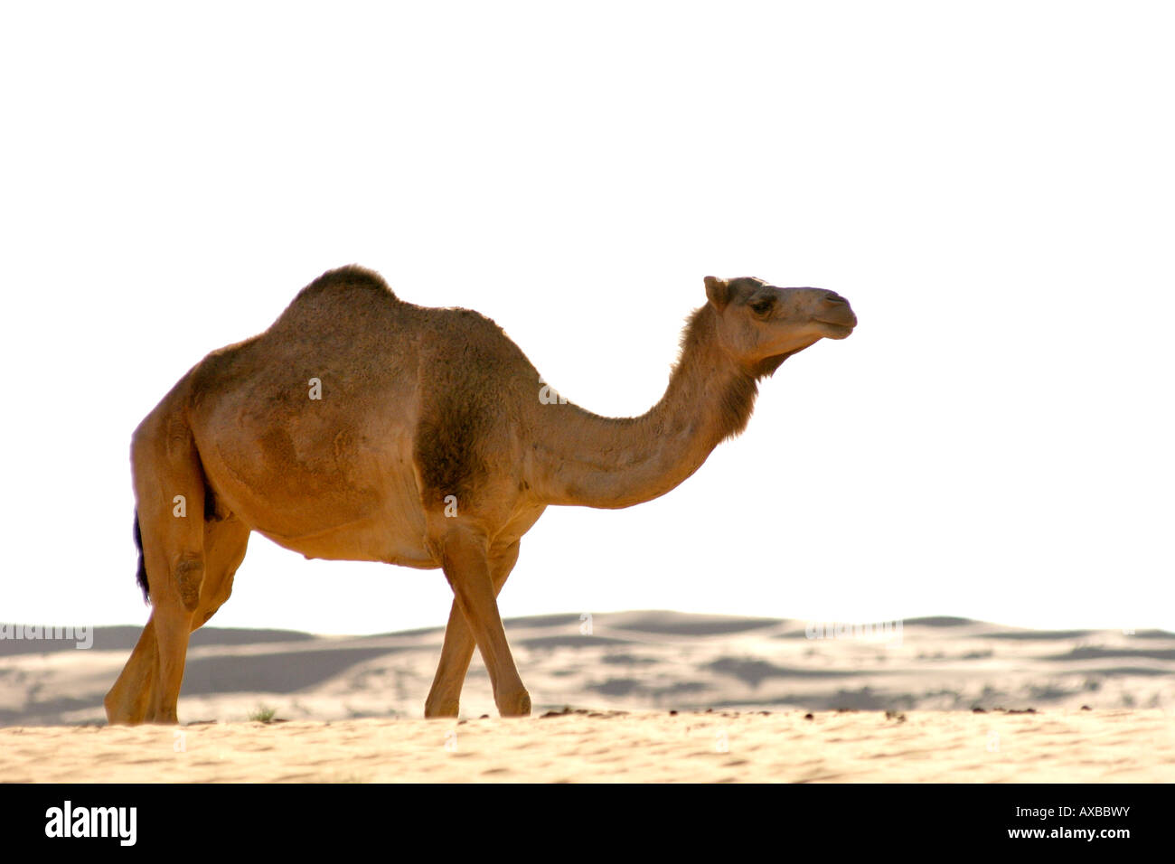 Un chameau d'Arabie, alias le dromadaire à une bosse (Camelus dromedarius) dans la région de Wahiba Sands en Oman. Banque D'Images