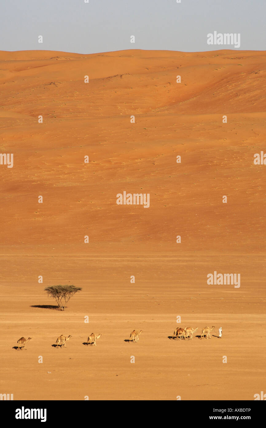 Un bédouin menant son chameau d'Arabie (Camelus dromedarius) à travers la région désertique Wahiba Sands (Ramlat al Wahaybah) en Oman. Banque D'Images