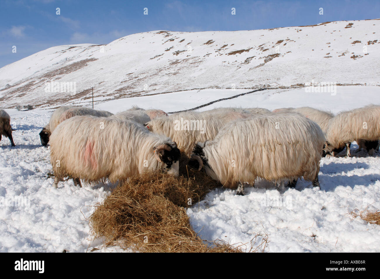 Kendal est rude hiver de l'alimentation de brebis dans la neige DISPOSITIONS Banque D'Images