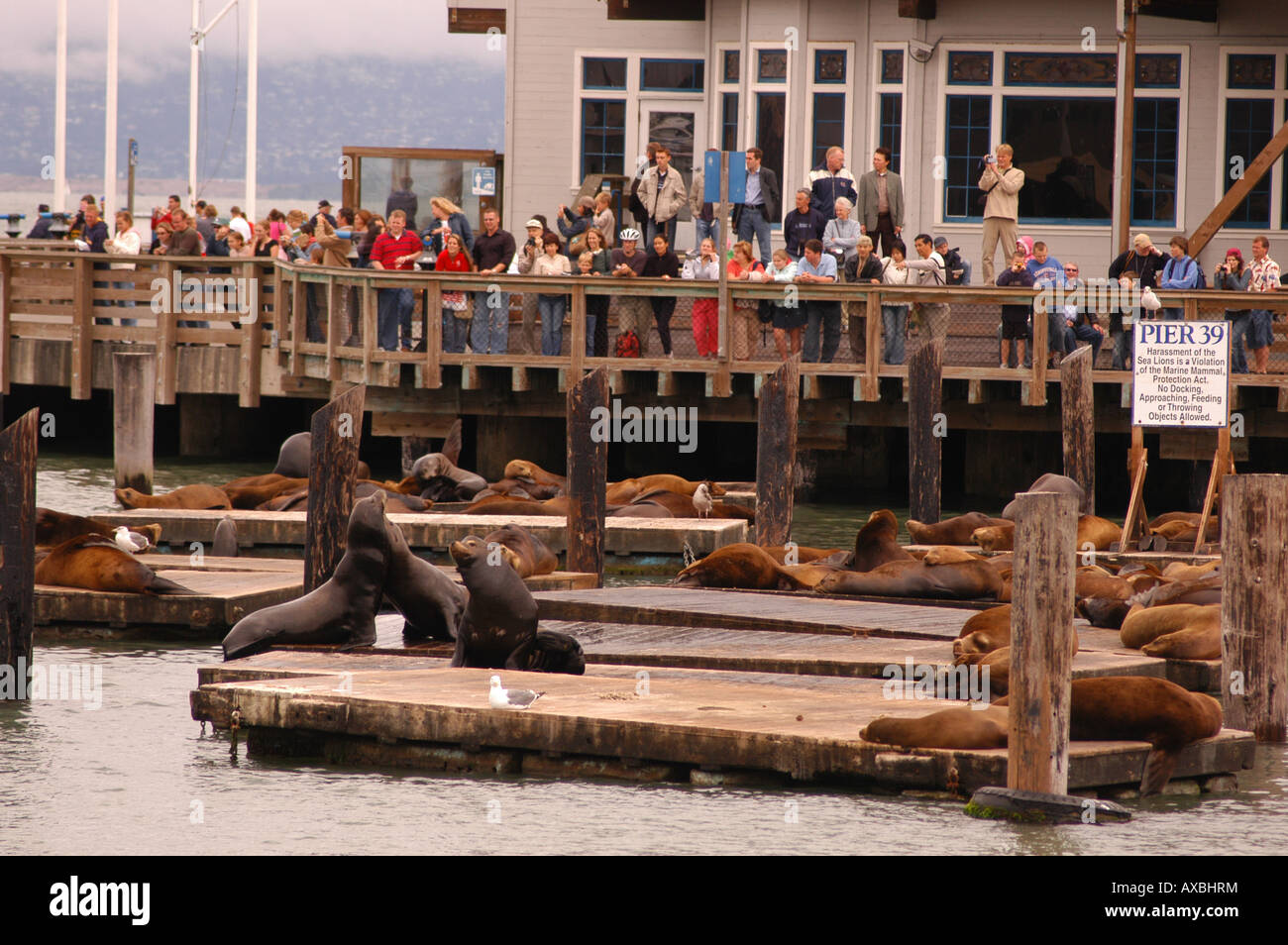 Les touristes à regarder les lions de mer dans le Pier 39 de Fisherman s Wharf San Francisco California USA Banque D'Images